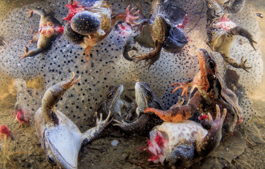 荷赛奖获奖图片近五年作品,第62届荷赛奖