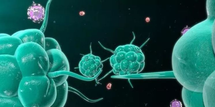 免疫系统流程图,免疫系统工作原理及方法