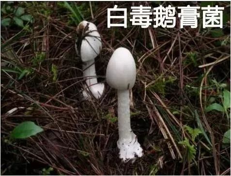 雨季来临谨防食用野生菌类中毒,雨季来临请勿随意采食野生菌