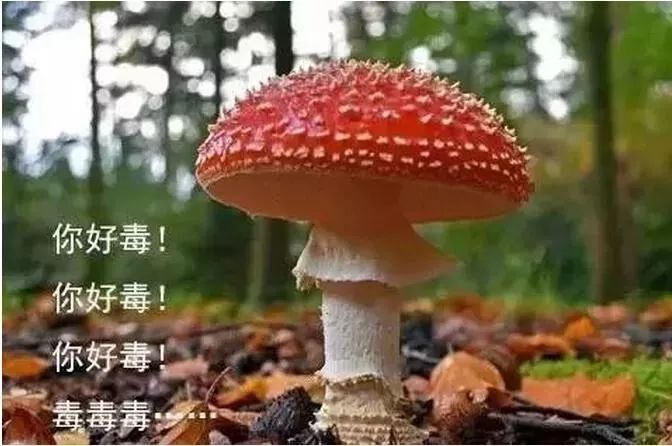 雨季来临谨防食用野生菌类中毒,雨季来临请勿随意采食野生菌