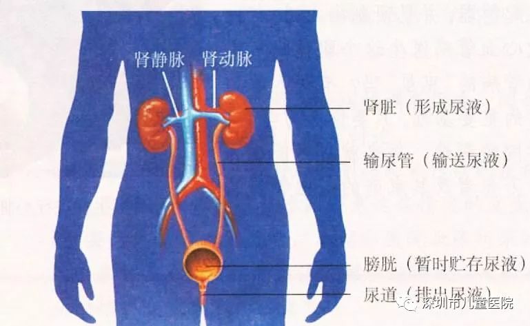 六岁的她每天都用“姨妈巾”，罪魁祸首是……家长注意，这怪病“偏爱”女孩