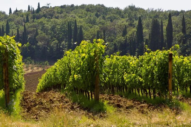 梁朝伟大婚的COMO新作,不过是这位女富豪的日常买买买