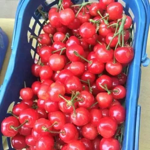 昆明最好吃的樱桃采摘园,昆明周边摘樱桃游玩景点推荐