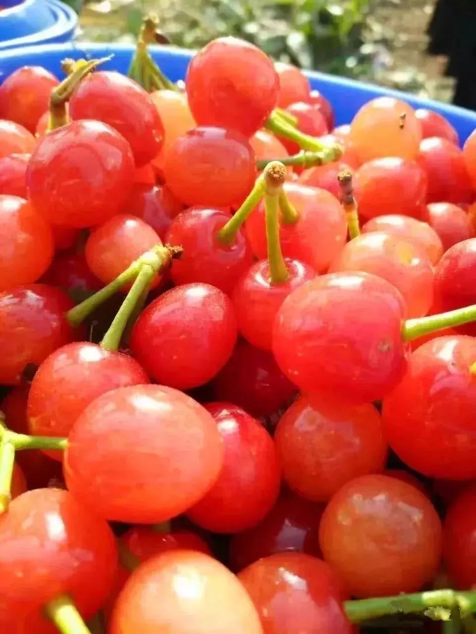 昆明最好吃的樱桃采摘园,昆明周边摘樱桃游玩景点推荐
