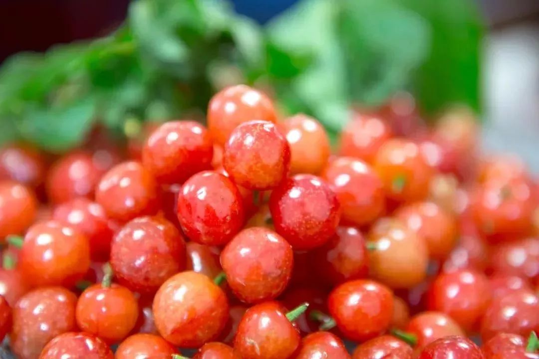 昆明最好吃的樱桃采摘园,昆明周边摘樱桃游玩景点推荐