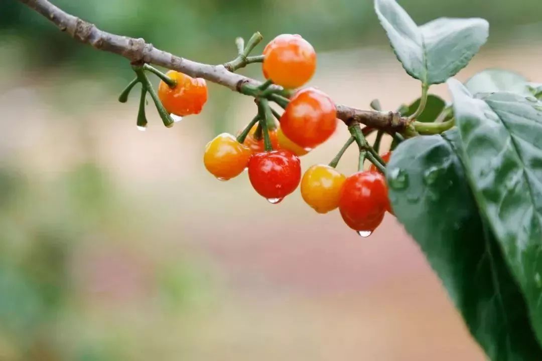 昆明最好吃的樱桃采摘园,昆明周边摘樱桃游玩景点推荐