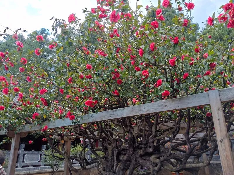 丽江让你流连忘返的地方,流连忘返丽江之旅