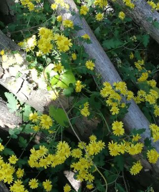 房县黄酒为什么容易醉人,黄酒房县黄酒