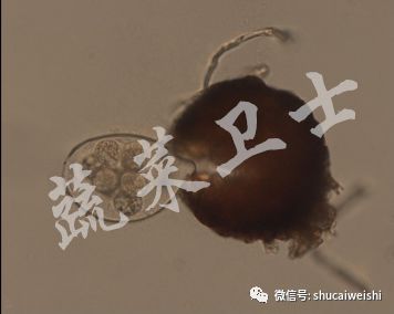 *粉白**还是霜霉？辣椒叶片上的“白毛”你分清了吗？