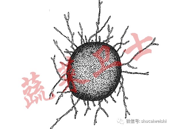 *粉白**还是霜霉？辣椒叶片上的“白毛”你分清了吗？
