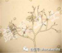 *粉白**还是霜霉？辣椒叶片上的“白毛”你分清了吗？