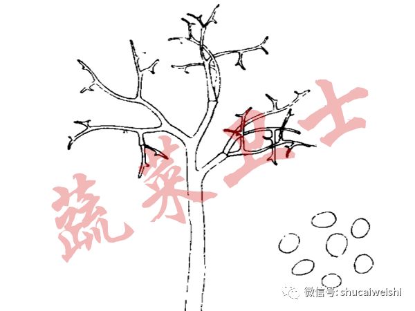 *粉白**还是霜霉？辣椒叶片上的“白毛”你分清了吗？