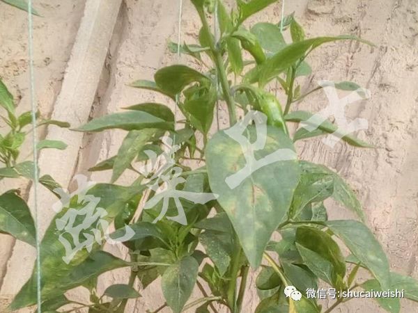 *粉白**还是霜霉？辣椒叶片上的“白毛”你分清了吗？