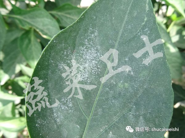 *粉白**还是霜霉？辣椒叶片上的“白毛”你分清了吗？