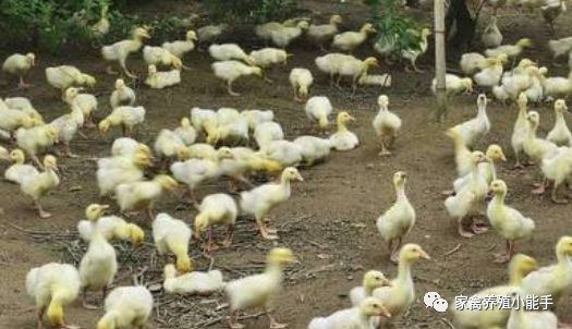 鹅拉绿色粪便翅膀发抖是什么原因,鹅拉白色稀粪和不吃食怎么治疗