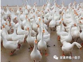 鹅拉绿色粪便翅膀发抖是什么原因,鹅拉白色稀粪和不吃食怎么治疗