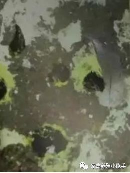 鹅拉绿色粪便翅膀发抖是什么原因,鹅拉白色稀粪和不吃食怎么治疗