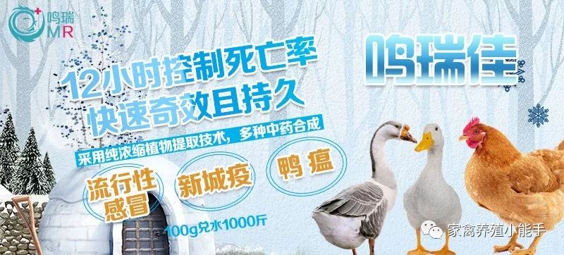 鹅拉绿色粪便翅膀发抖是什么原因,鹅拉白色稀粪和不吃食怎么治疗