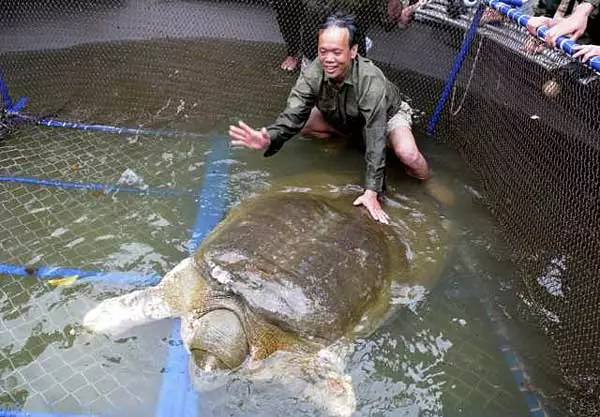 全球仅剩3只斑鳖,中国唯一一只斑鳖