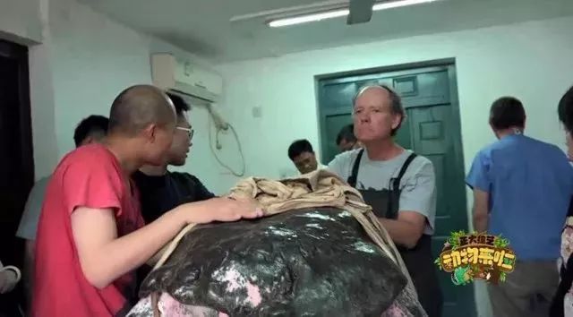 全球仅剩3只斑鳖,中国唯一一只斑鳖