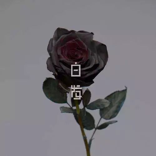 不炒作的歌手,不炒作会怎么样