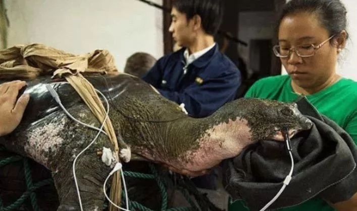 世界最孤独的中国神兽,全球十大孤独神兽