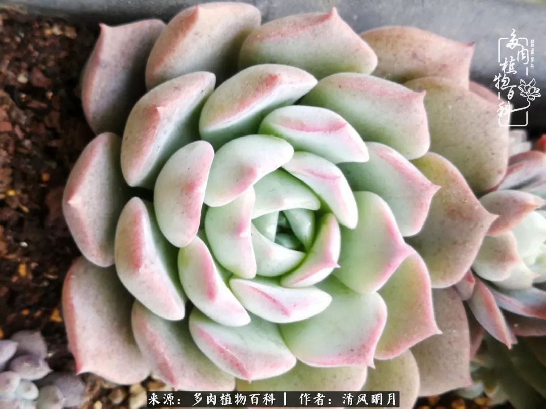养多肉入坑感言,养多肉坑深似海