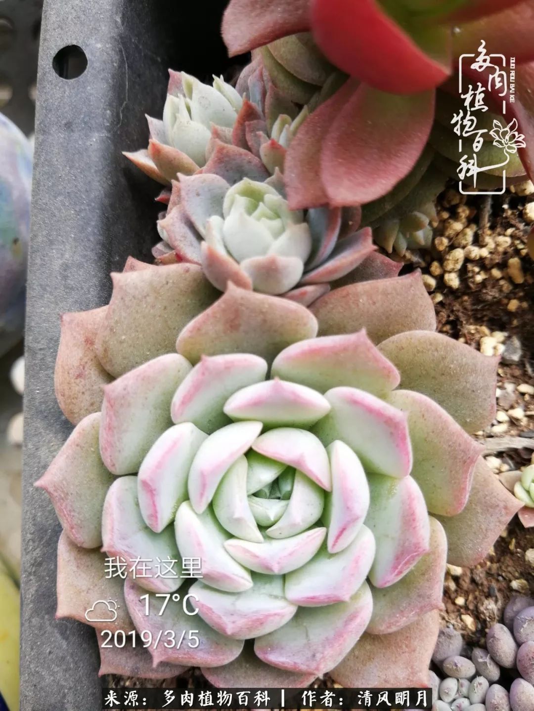 养多肉入坑感言,养多肉坑深似海
