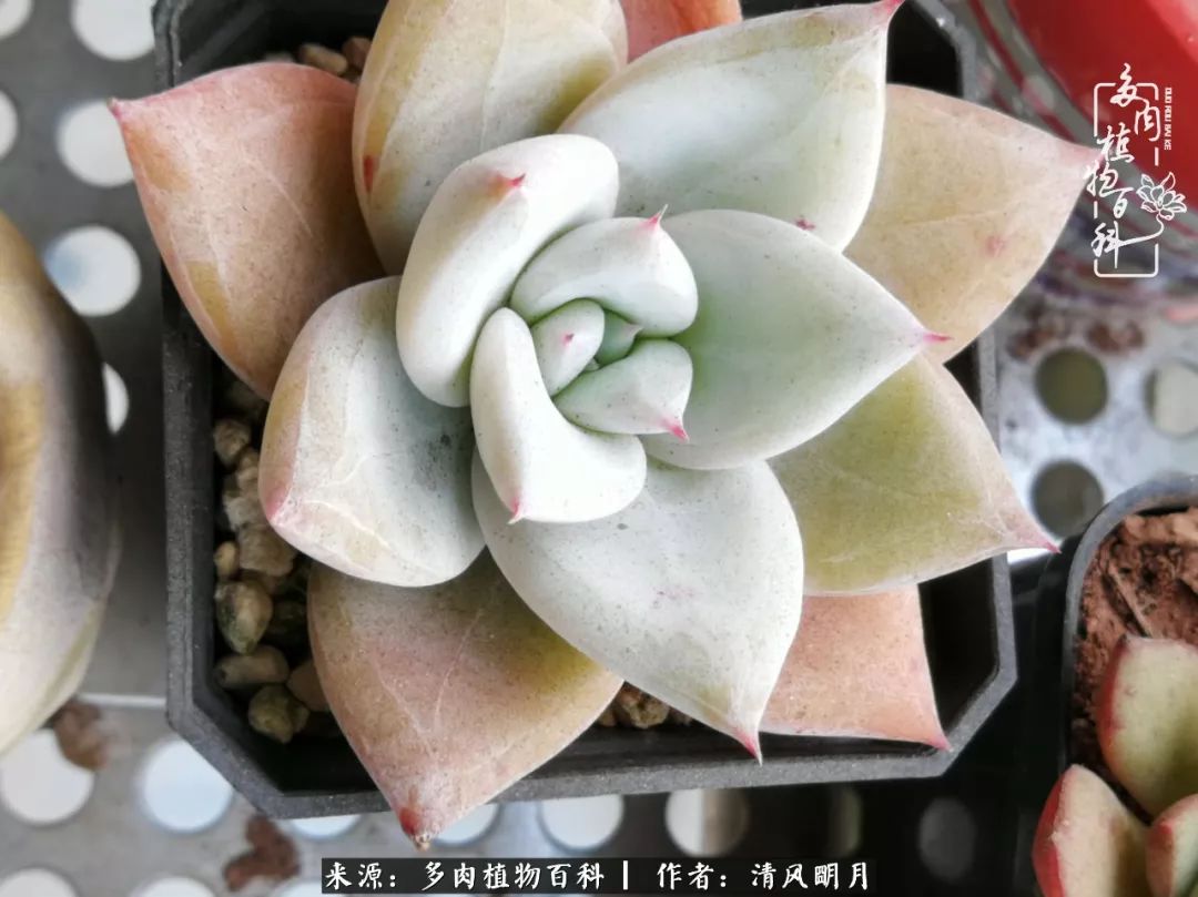 养多肉入坑感言,养多肉坑深似海