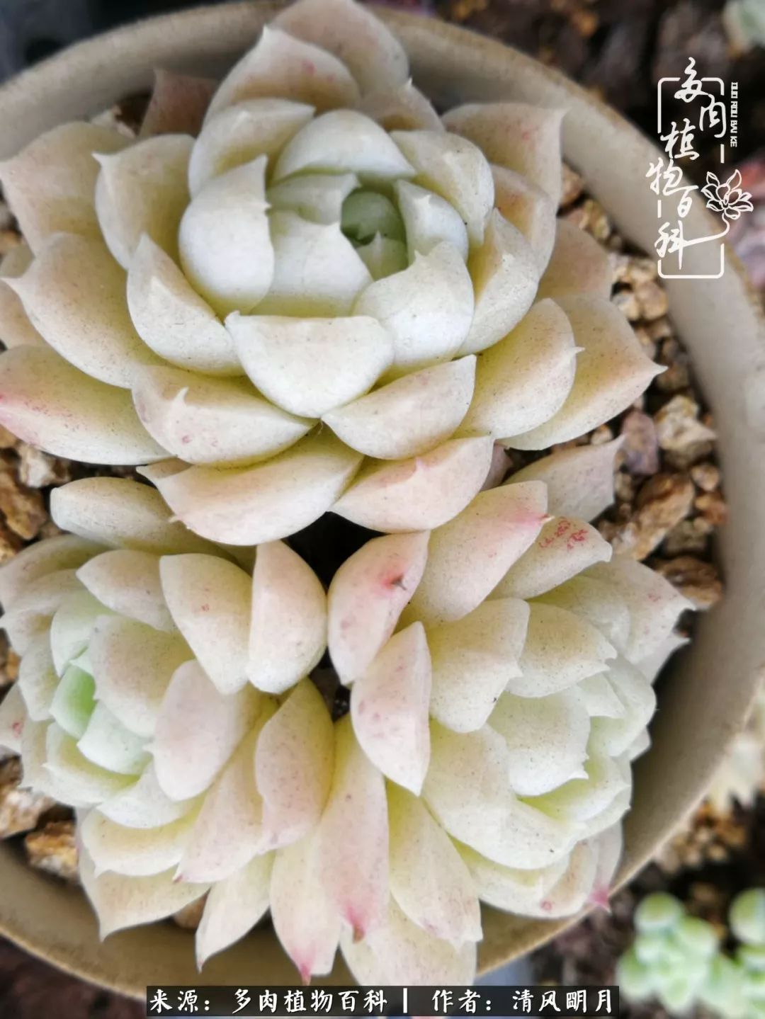 养多肉入坑感言,养多肉坑深似海