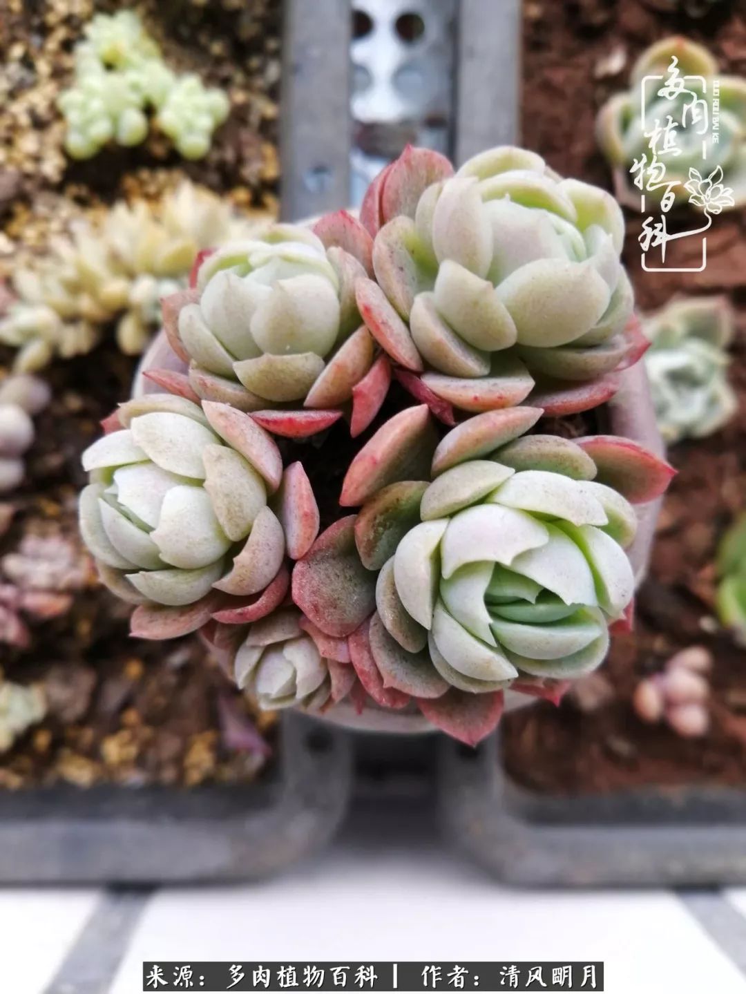 养多肉入坑感言,养多肉坑深似海