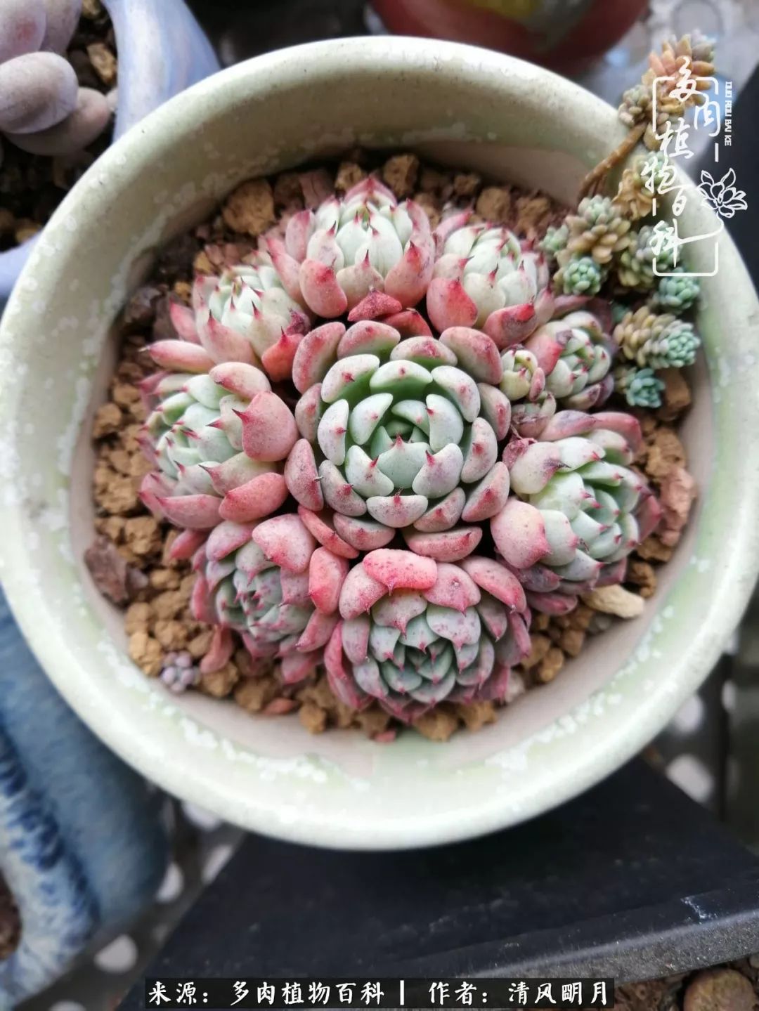 养多肉入坑感言,养多肉坑深似海