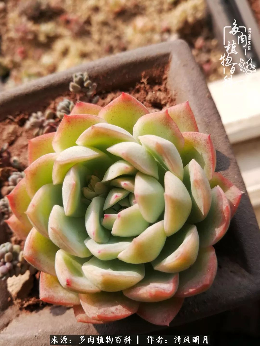 养多肉入坑感言,养多肉坑深似海