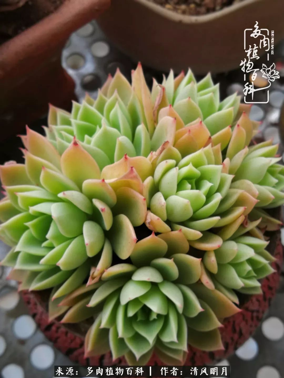 养多肉入坑感言,养多肉坑深似海