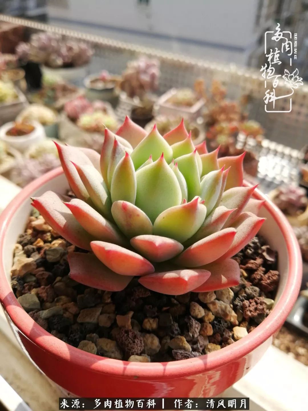 养多肉入坑感言,养多肉坑深似海