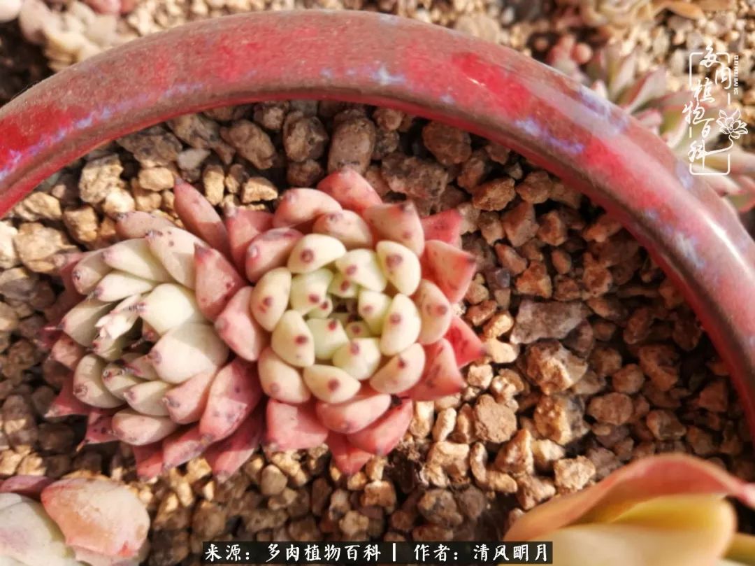 养多肉入坑感言,养多肉坑深似海