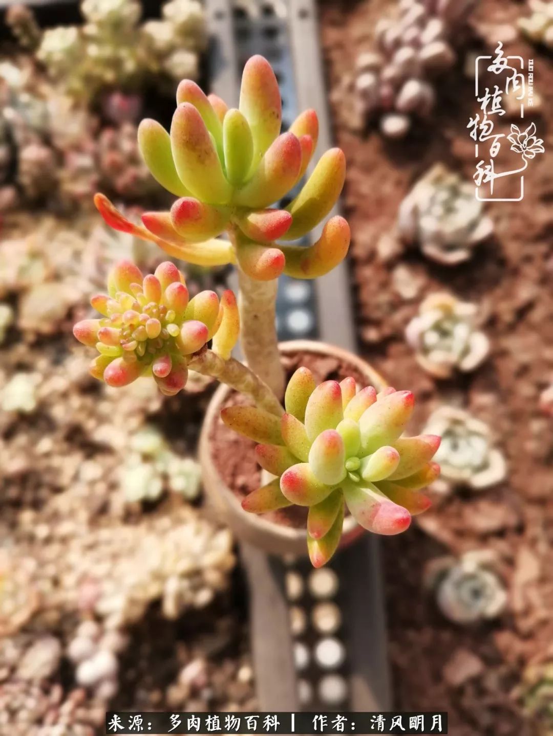 养多肉入坑感言,养多肉坑深似海