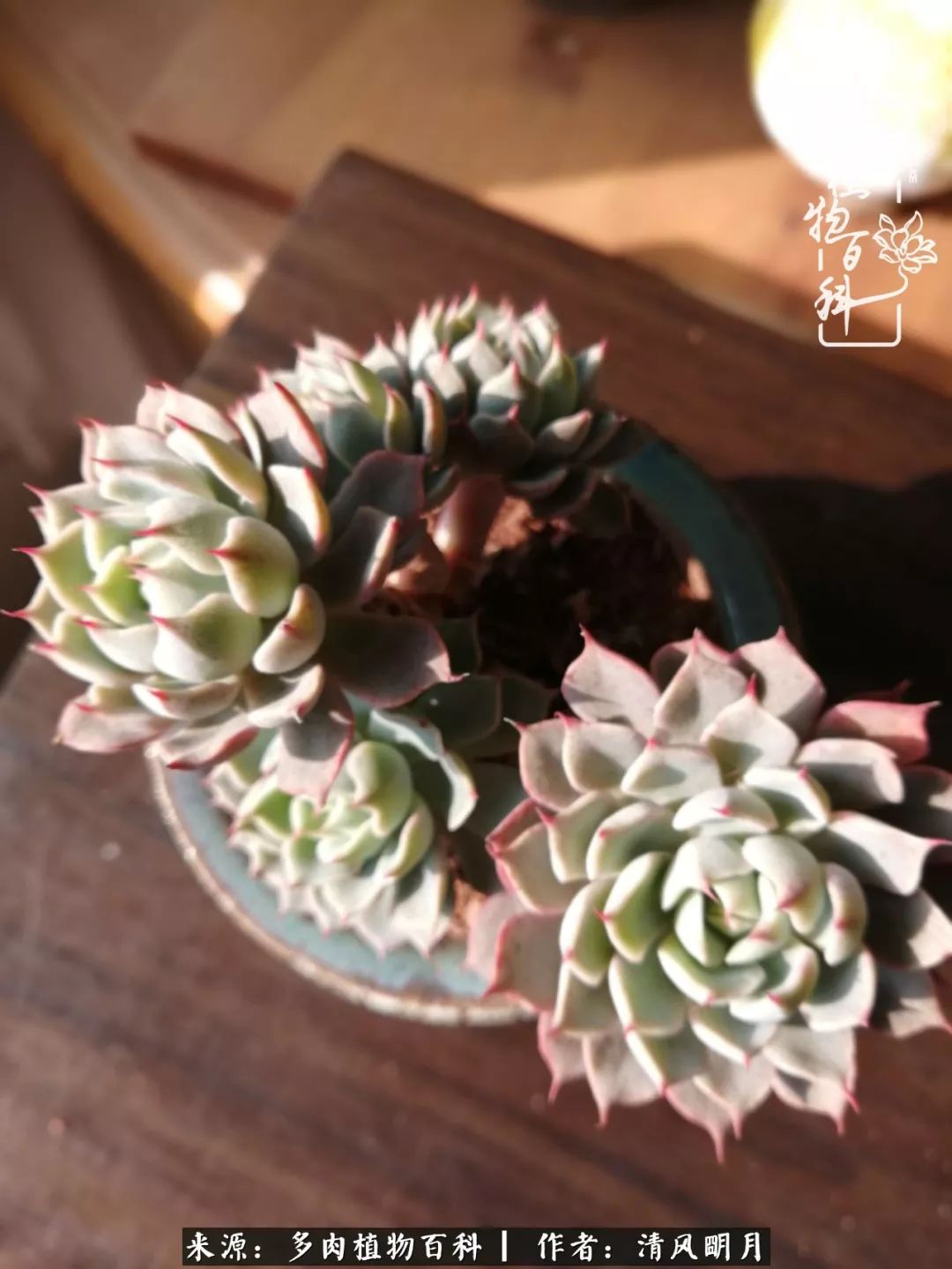 养多肉入坑感言,养多肉坑深似海