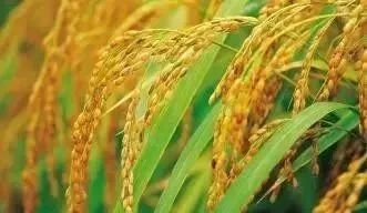 含氯复合肥适合种什么蔬菜,含氯复合肥适用作物种类归纳