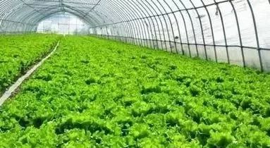 含氯复合肥适合种什么蔬菜,含氯复合肥适用作物种类归纳