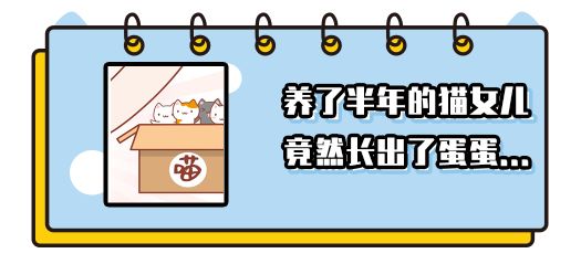 秒杀1元猫窝,爆款99元猫窝套餐