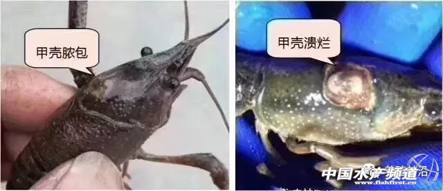 小龙虾常见疾病的防治,小龙虾常见疾病和图片
