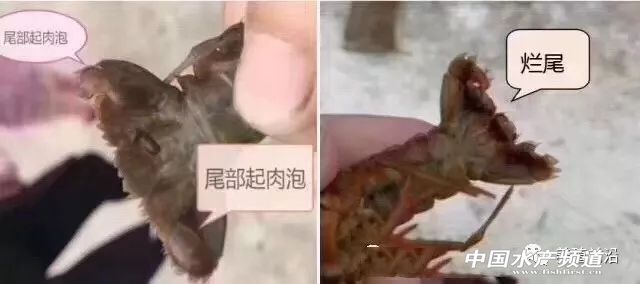 小龙虾常见疾病的防治,小龙虾常见疾病和图片