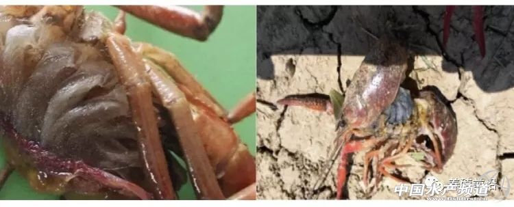 小龙虾常见疾病的防治,小龙虾常见疾病和图片