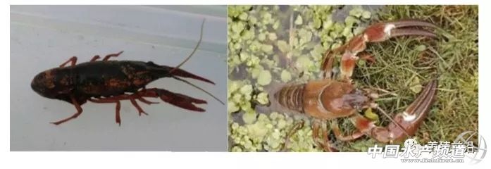 小龙虾常见疾病的防治,小龙虾常见疾病和图片