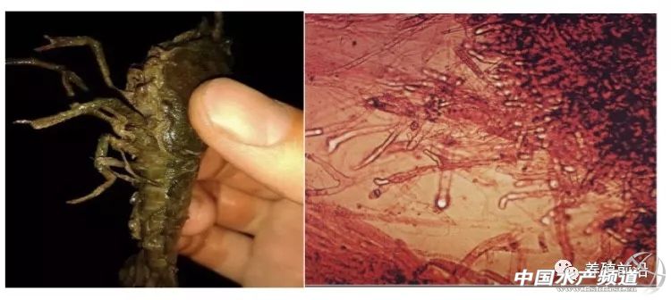 小龙虾常见疾病的防治,小龙虾常见疾病和图片