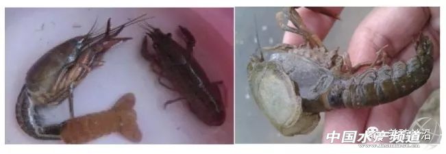 小龙虾常见疾病的防治,小龙虾常见疾病和图片