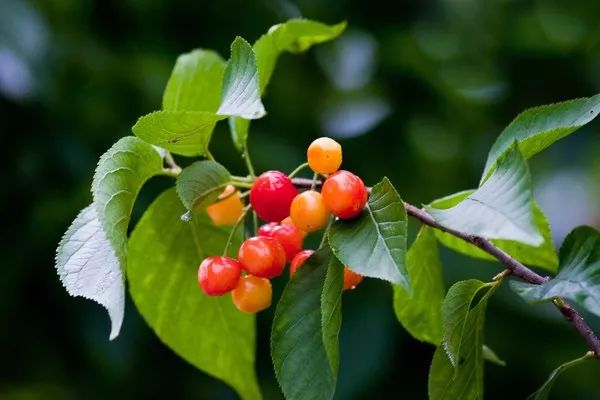 樱桃熟了采摘园乐山,宜宾樱桃几月份成熟