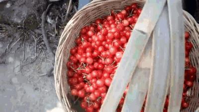 樱桃熟了采摘园乐山,宜宾樱桃几月份成熟