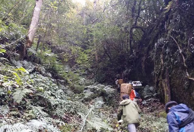 适合止咳的蜂蜜,止咳最好的蜂蜜